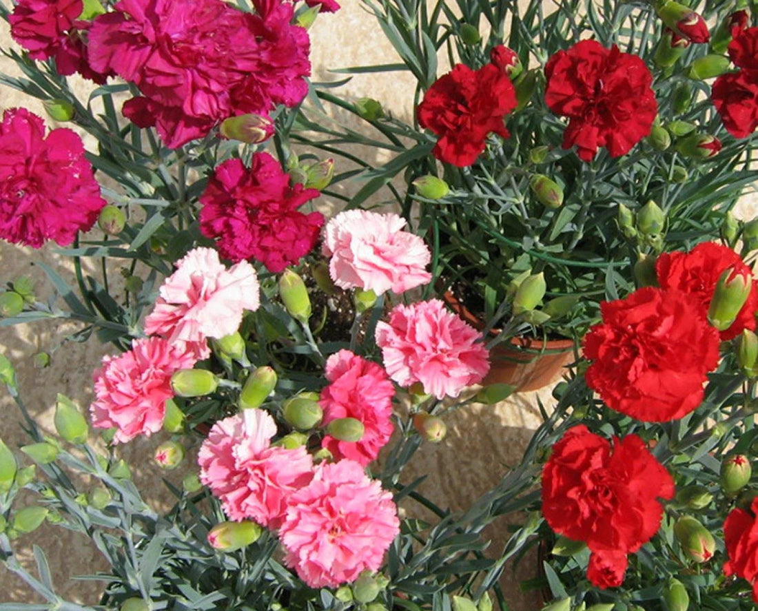 Color Carnation flower seeds