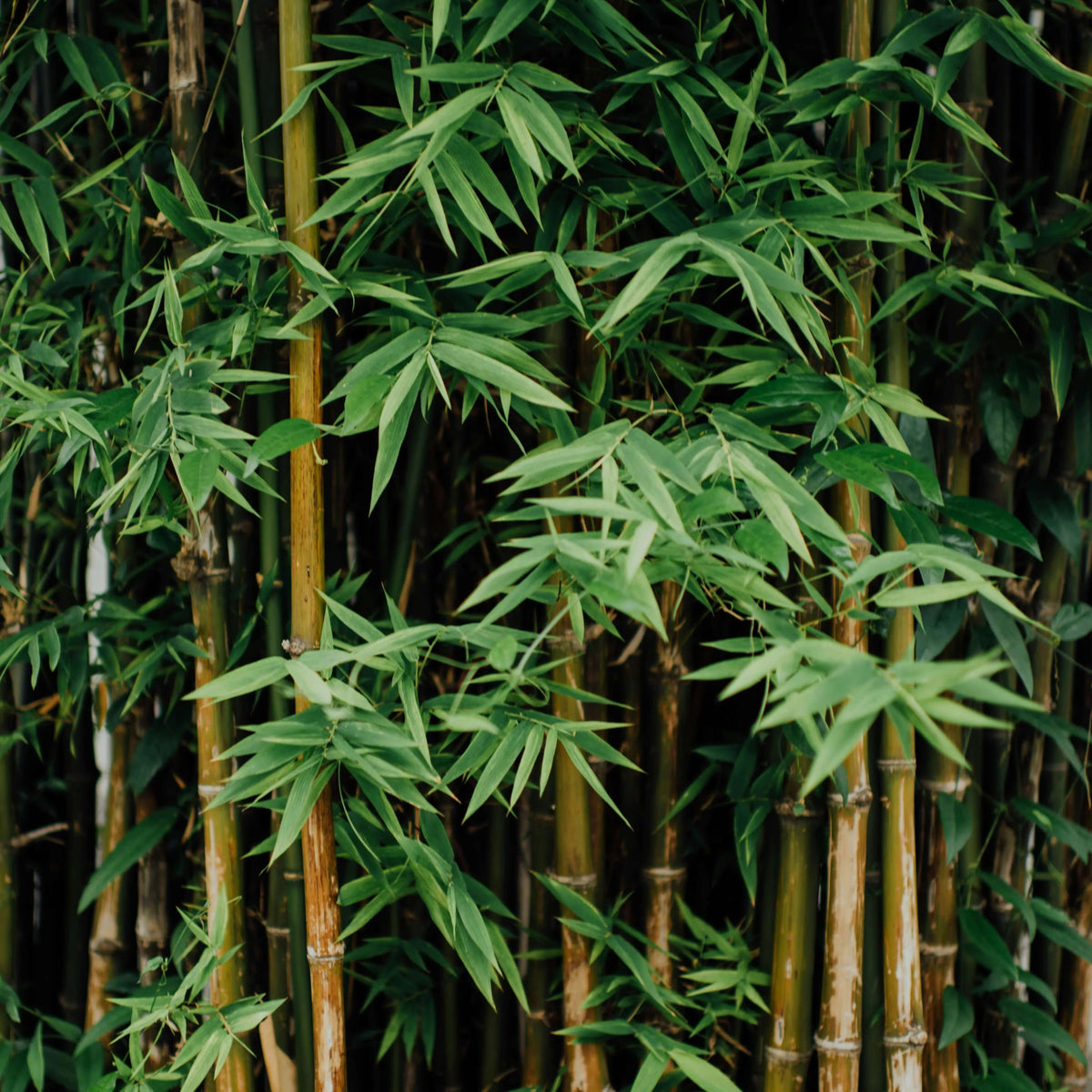 Cold Hardy Bamboo plant