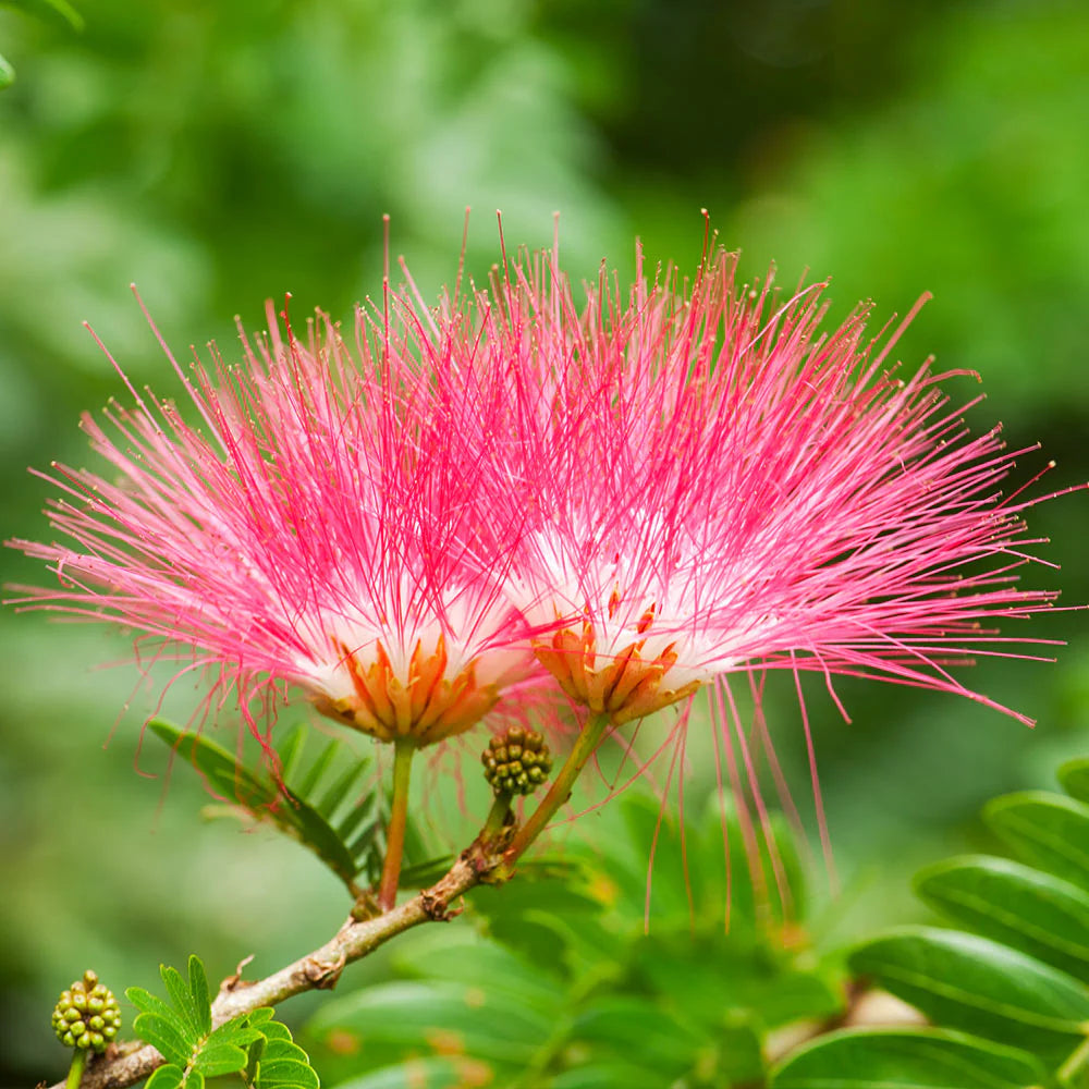Pink Mimosa flower seeds