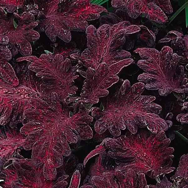 Deep Purple flower seeds