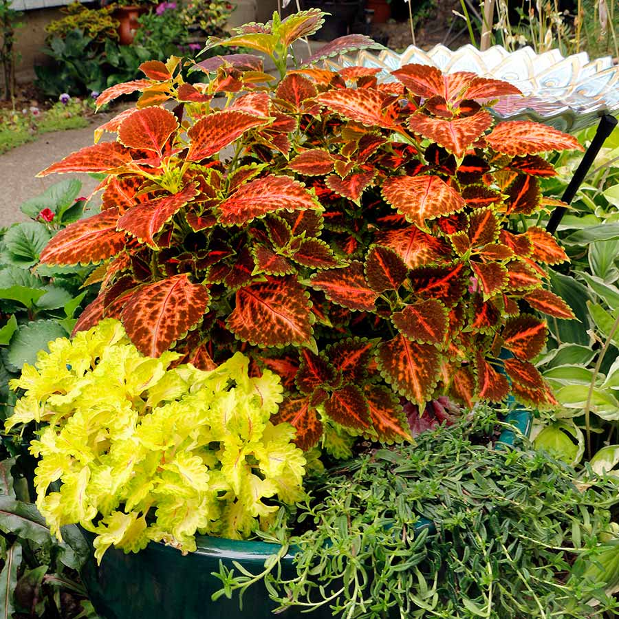 Orange Green flower seeds