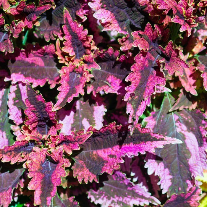 Black Dragon Coleus plant