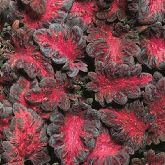 Black Dragon Coleus plant