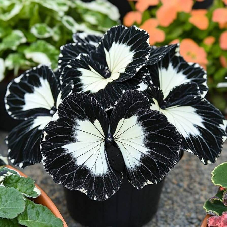 Black White Coleus plant