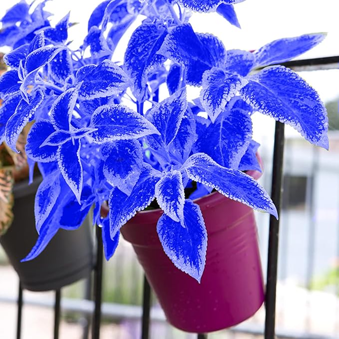and White Coleus plant