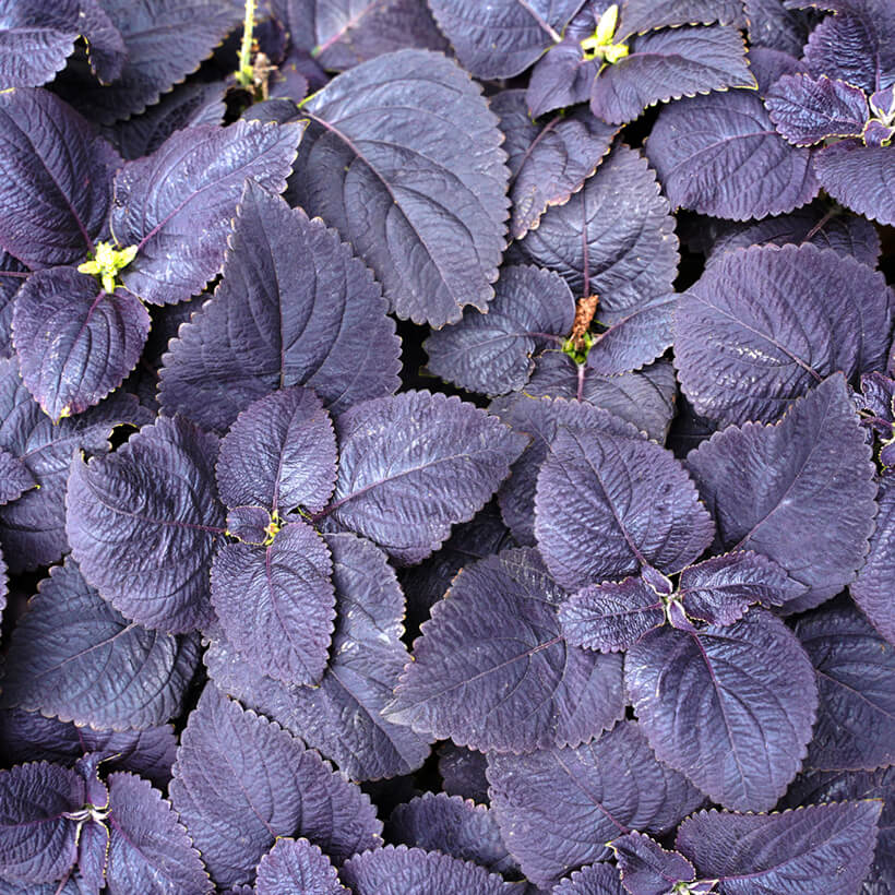 Black Coleus plant