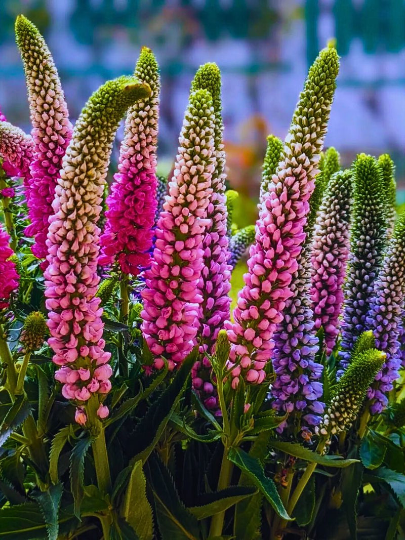 Purple Veronica Spicata Flower Seeds for Planting – Heirloom Non-GMO Garden Seeds