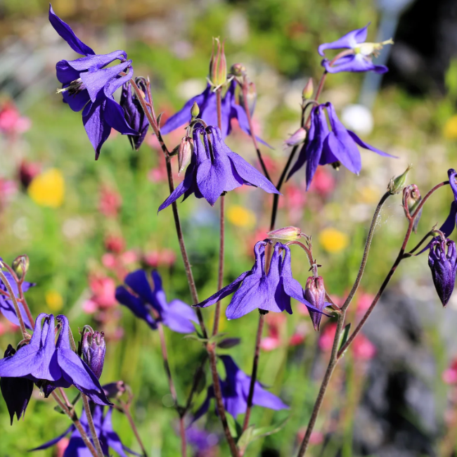 Aquilegia Vulgaris Columbine plant