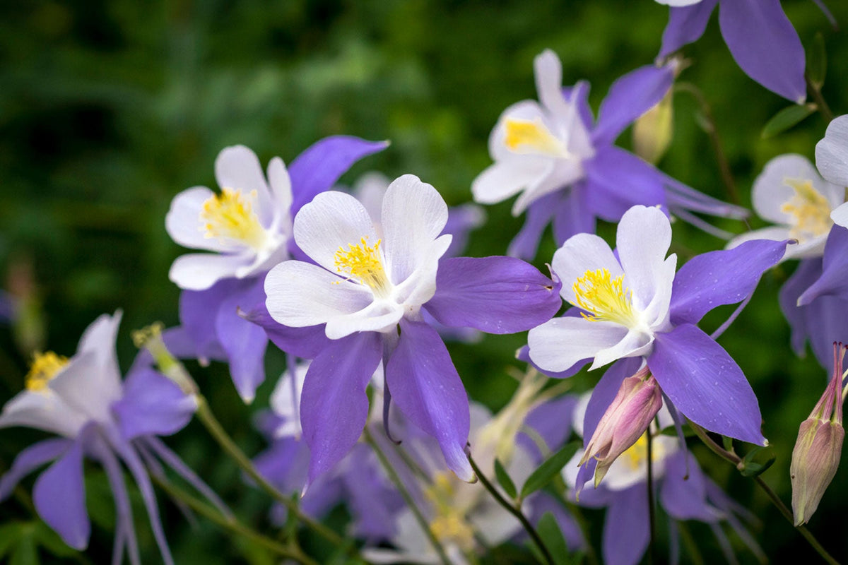 Columbine Aquilegia plant