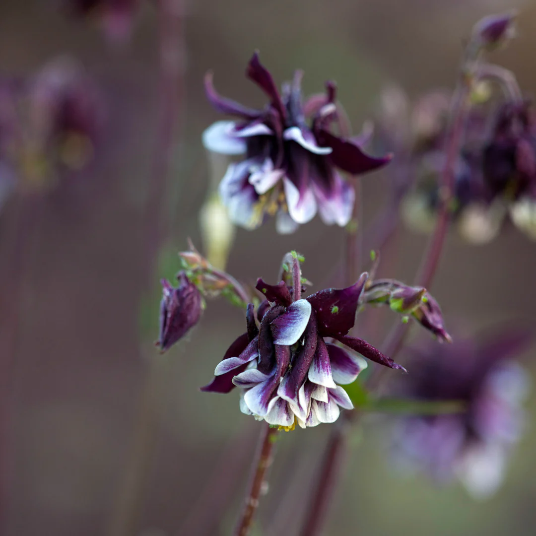 Aquilegia Vulgaris Columbine plant