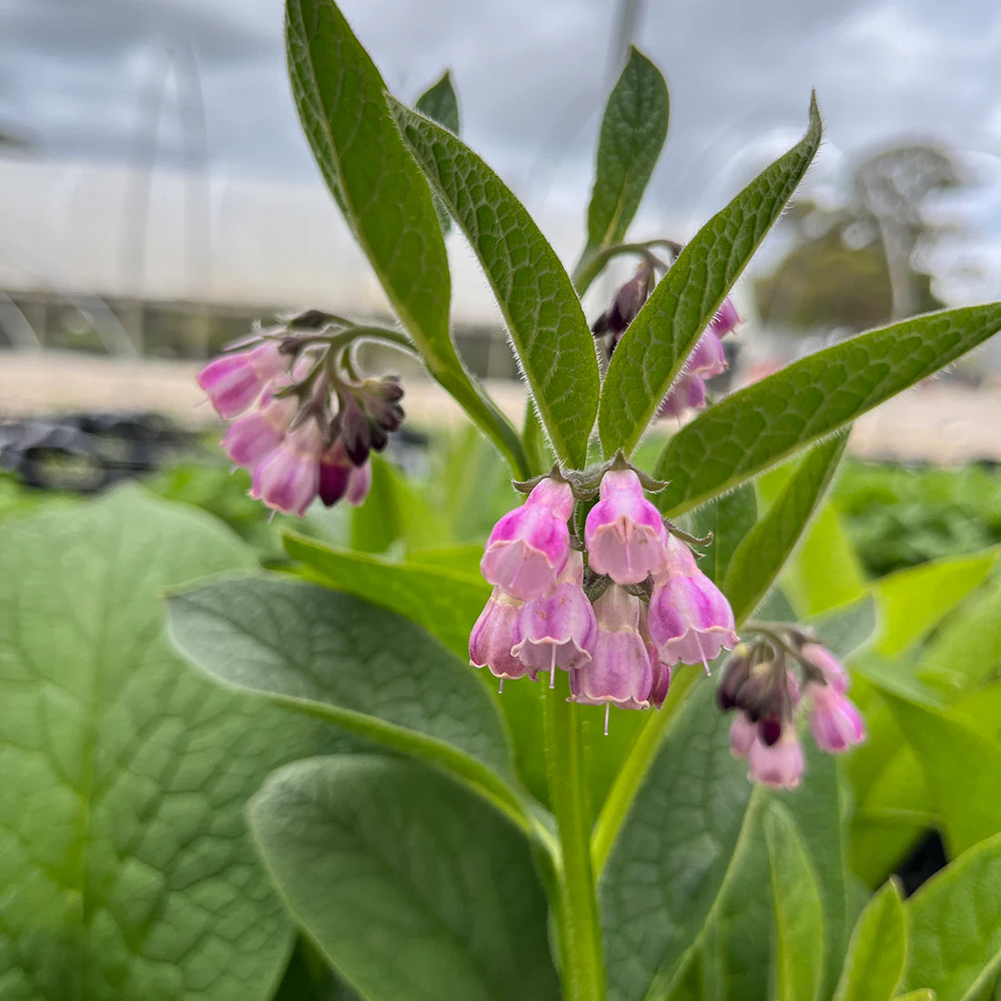 Comfrey flower seeds
