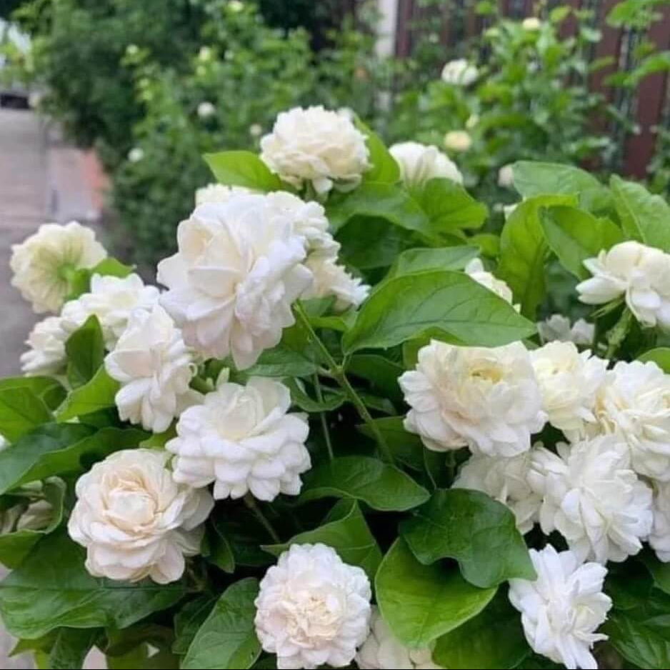 Common Jasmine plant
