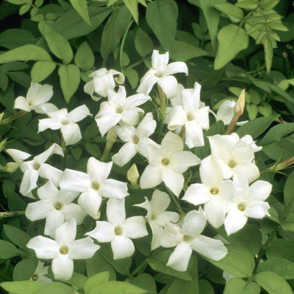 Common Jasmine plant
