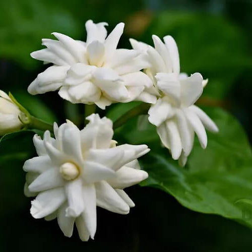 Common Jasmine plant