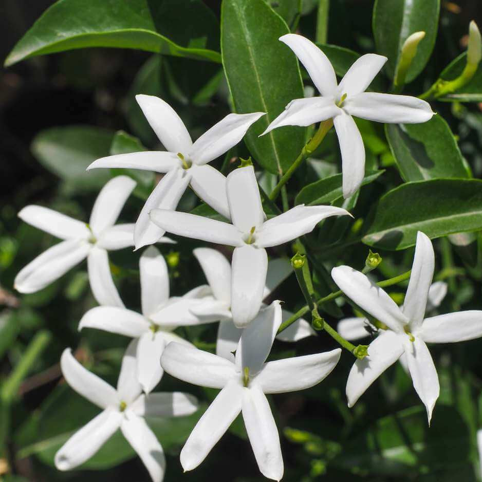 Common Jasmine plant
