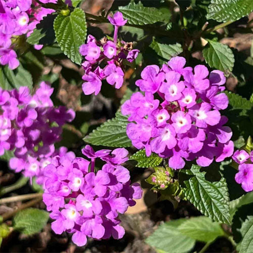 Common Lantana plant
