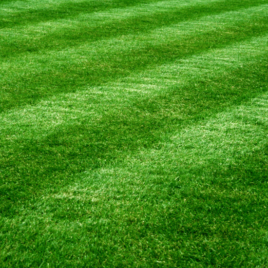 -Turf Lawn Seed plant