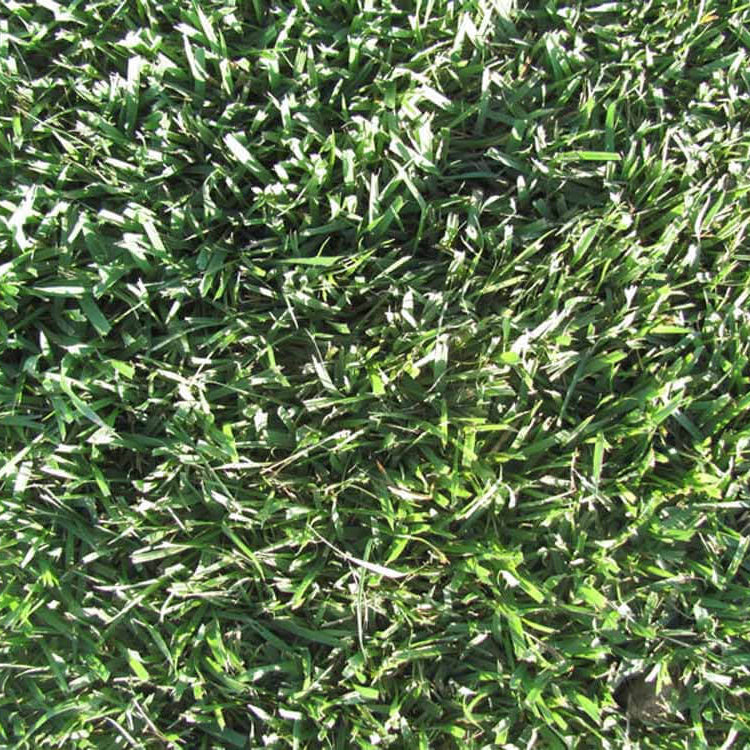 -Turf Lawn Seed plant