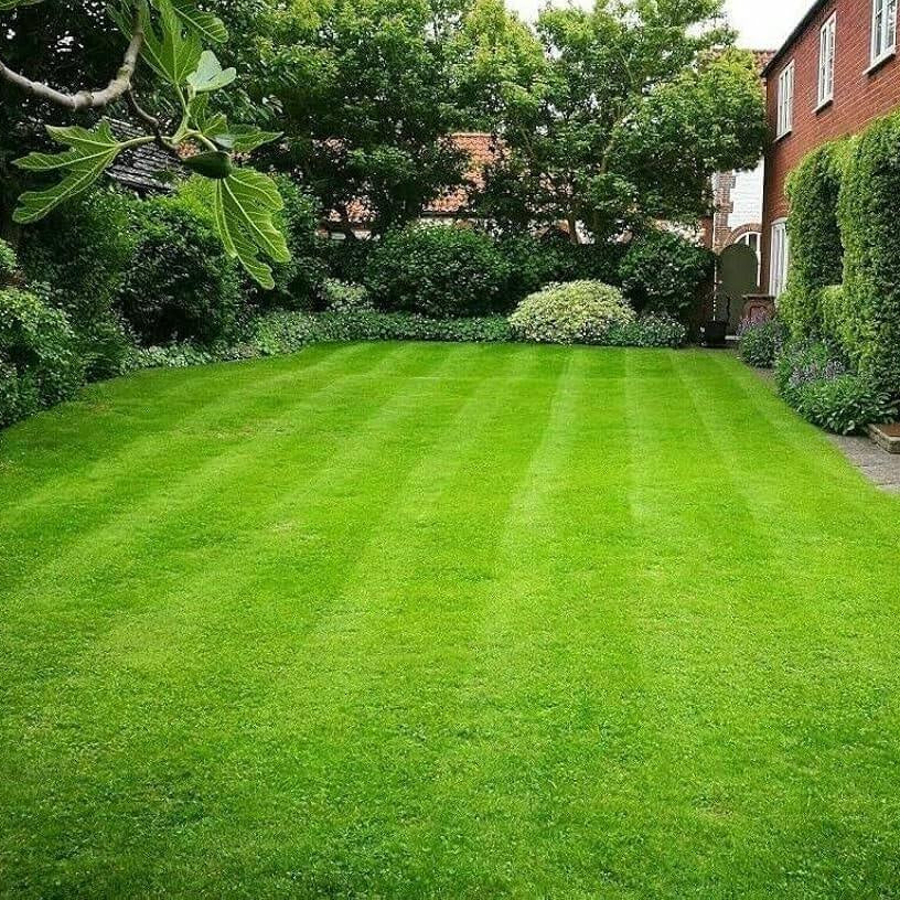 -Turf Lawn Seed plant