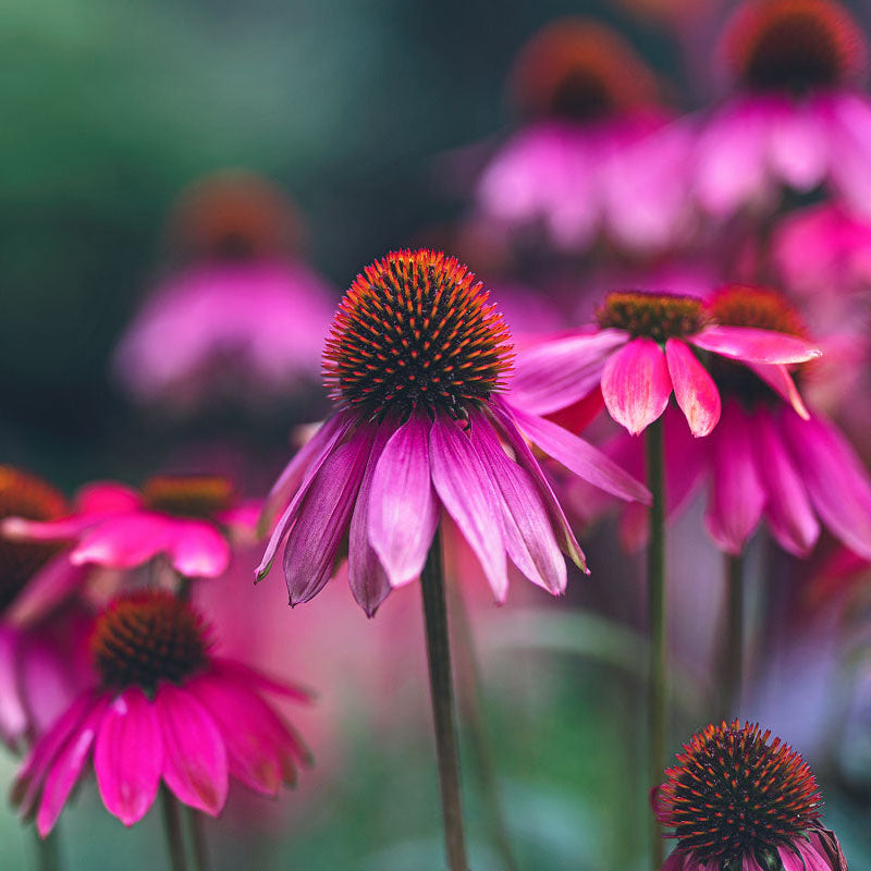 Swan Pink Cone plant
