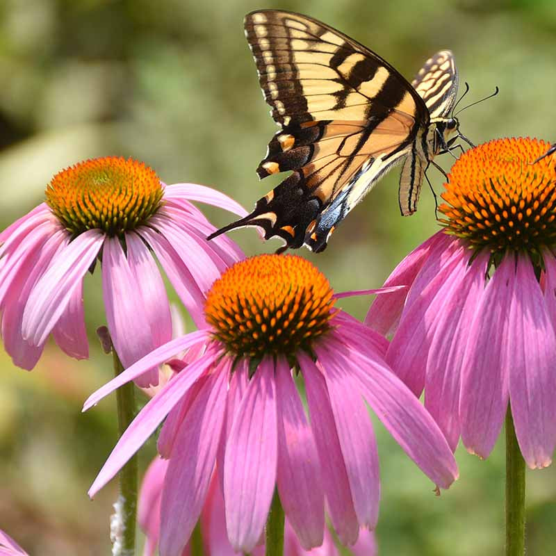 and Butterflies Coneflower plant