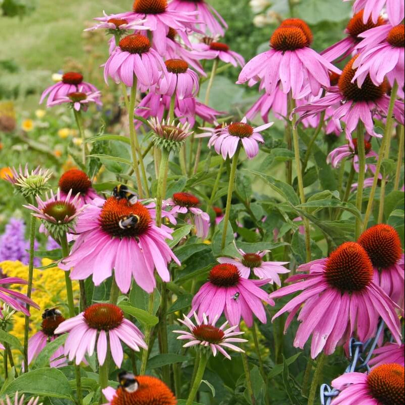 Beds Coneflower plant