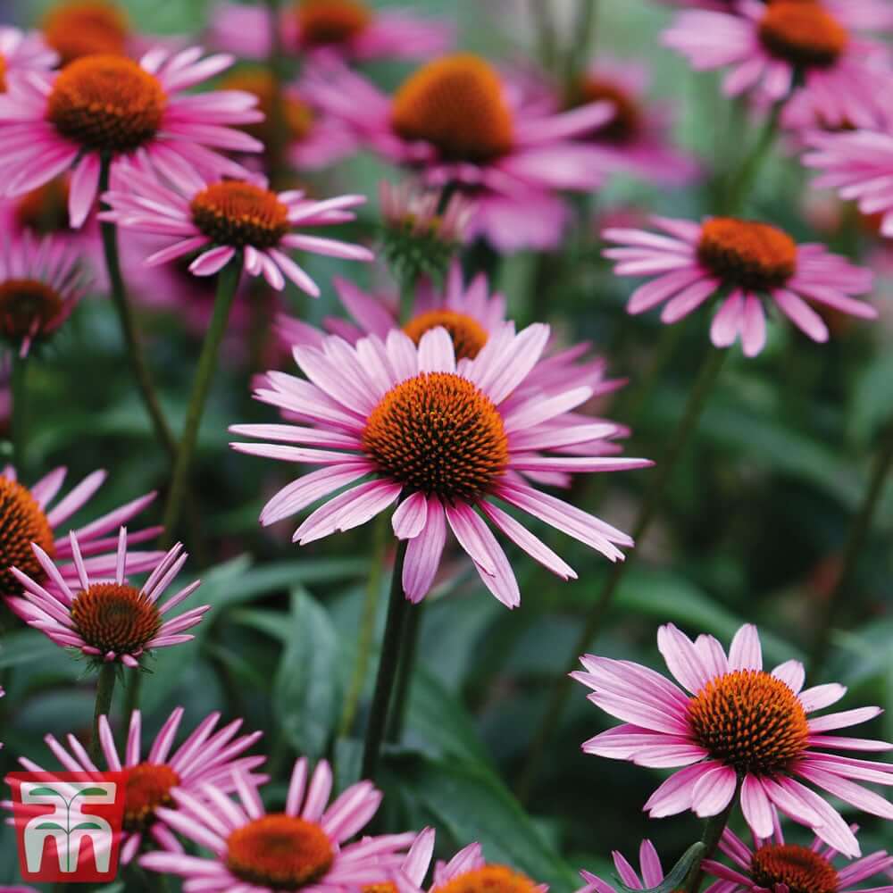 Perennial Coneflower plant