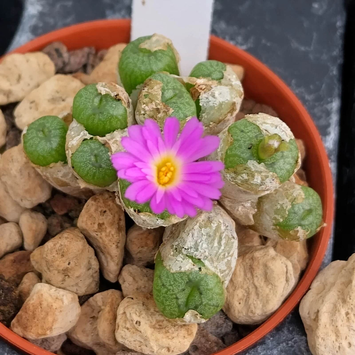 Conophytum Plant