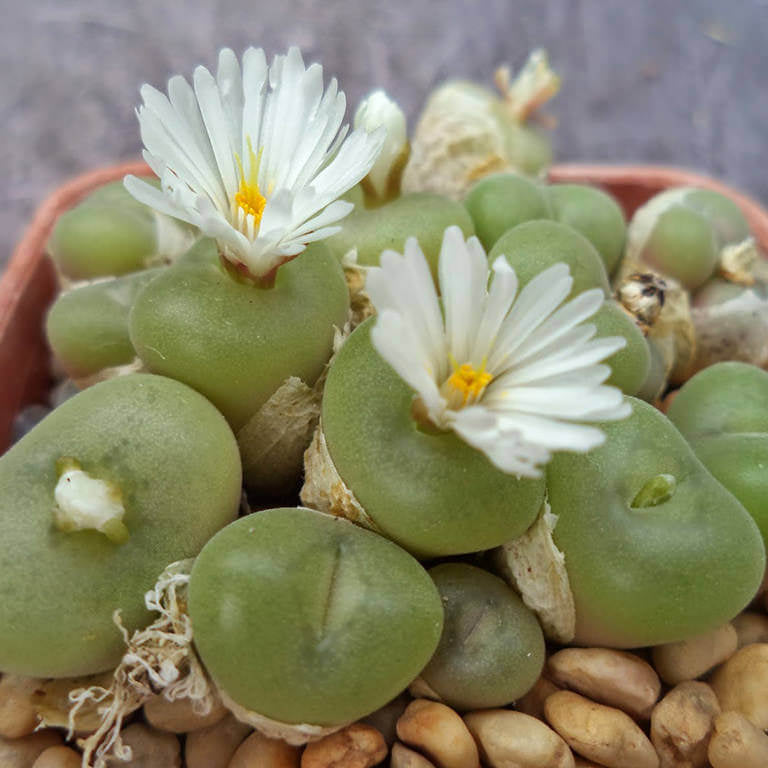Conophytum Plant