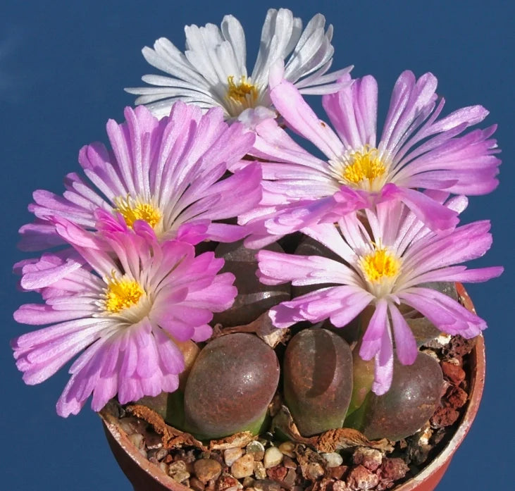 Conophytum flower seeds