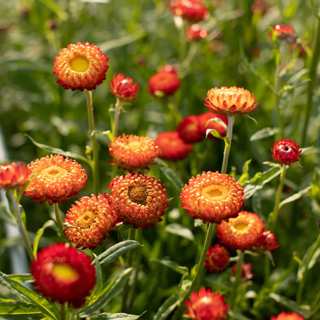 Red Yellow flower seeds
