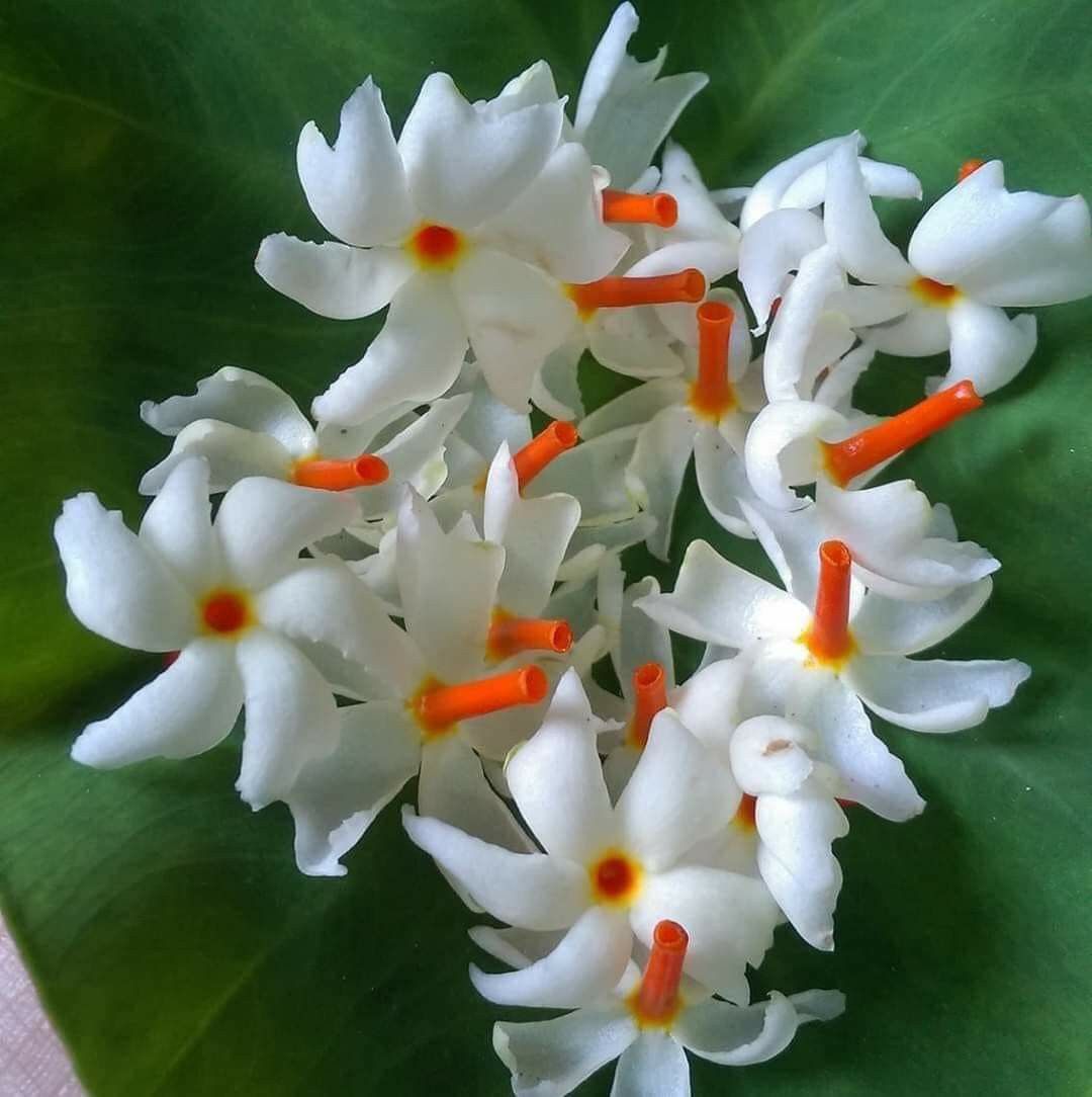 Coral Jasmine flowers with white petals and orange-red centers