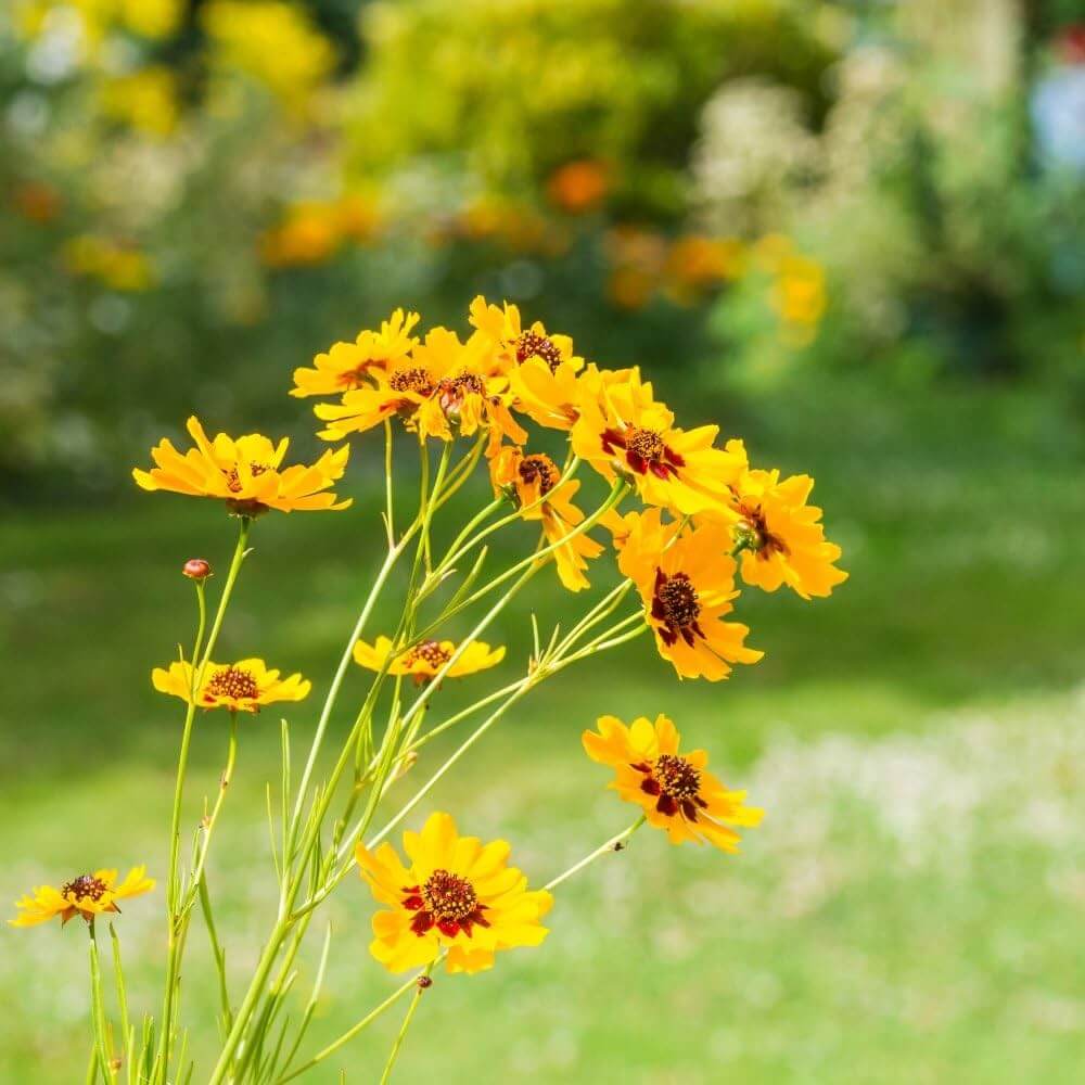 Coreopsis plant