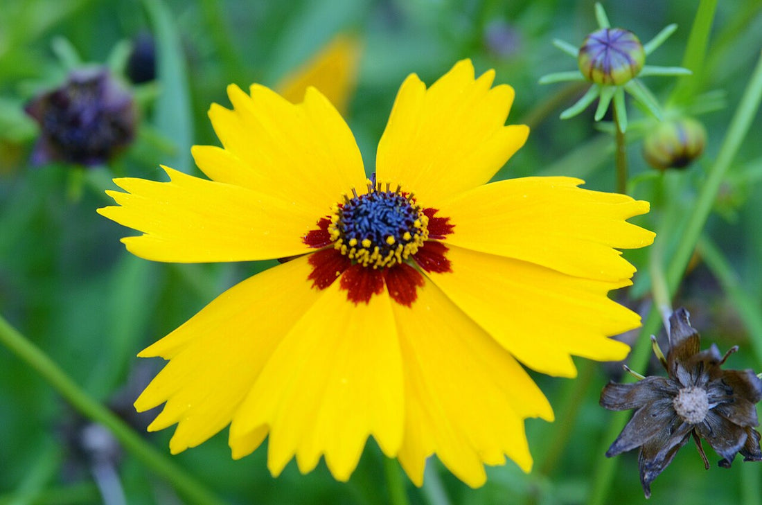 Coreopsis Basalis flower seeds