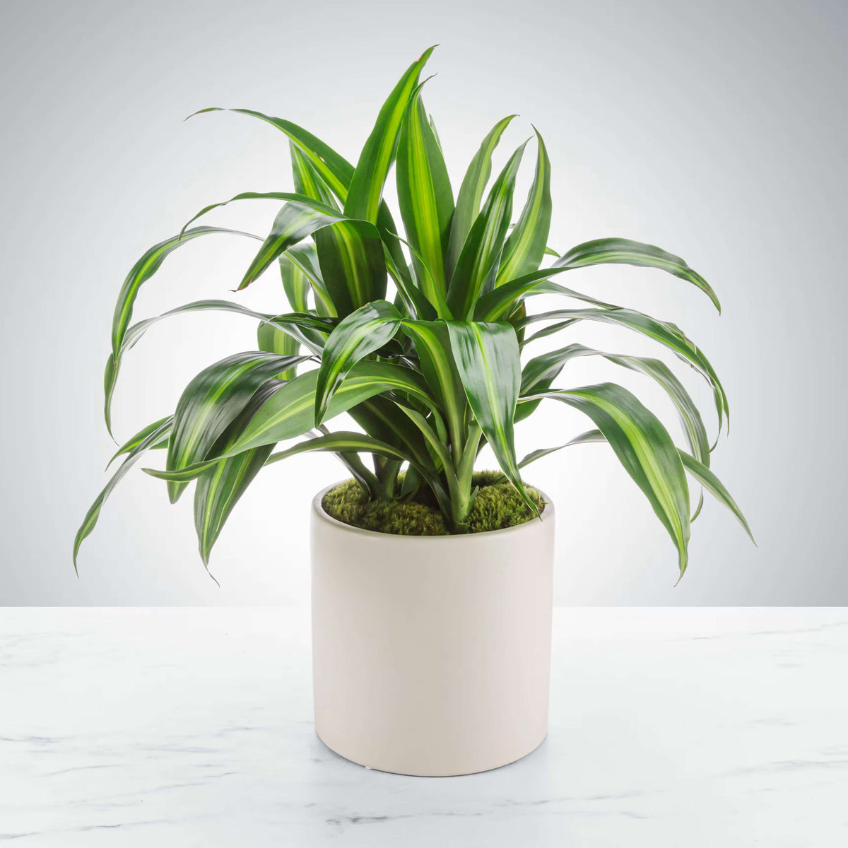 Corn Plant