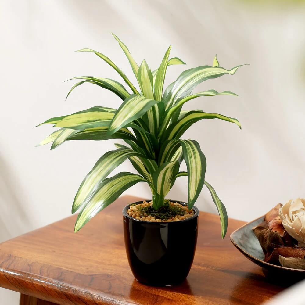 Corn Plant