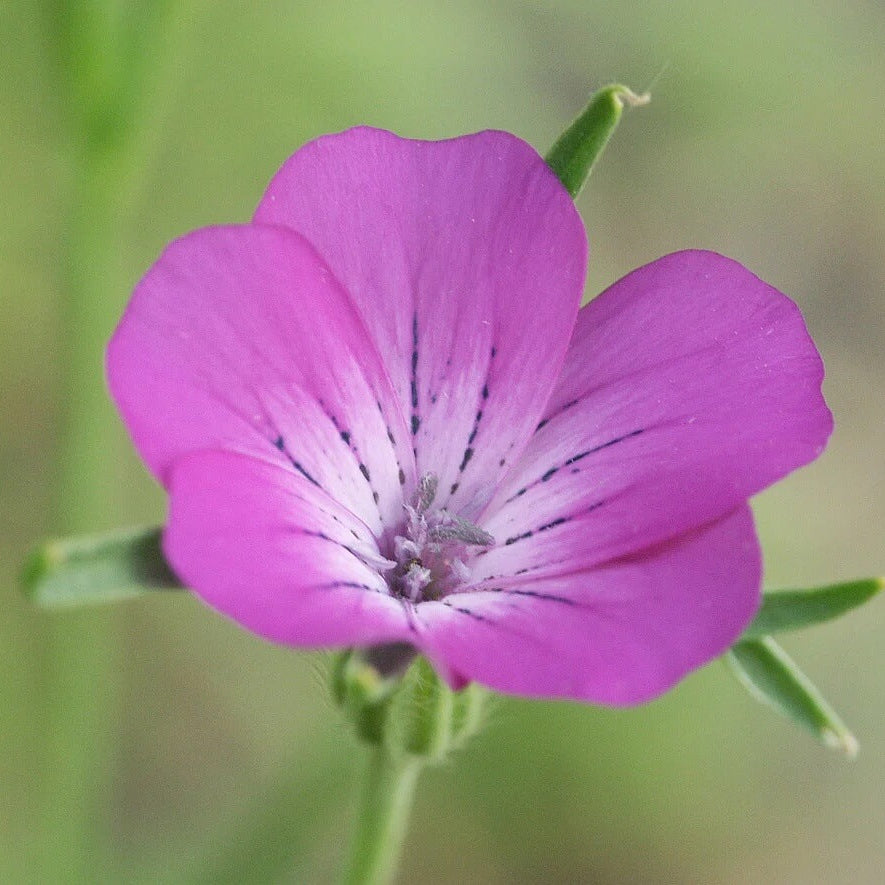 Corncockle plant