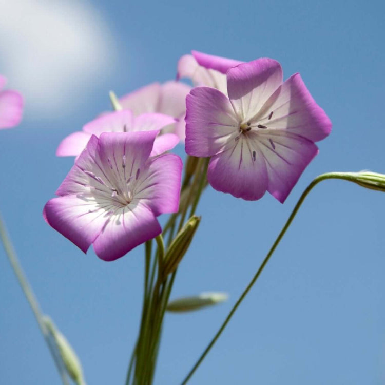 Corncockle plant