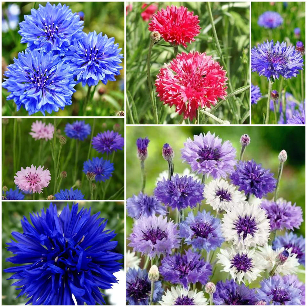 Cornflower plant