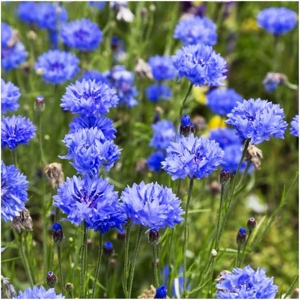 Blue Cornflower plant