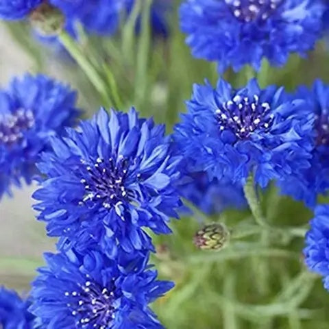 Blue Cornflower plant