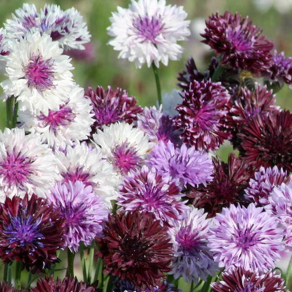 Classic Magic Cornflower plant