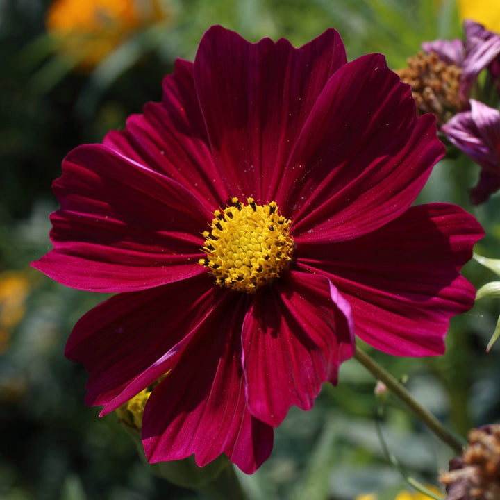 Dichondra Cosmos flower seeds