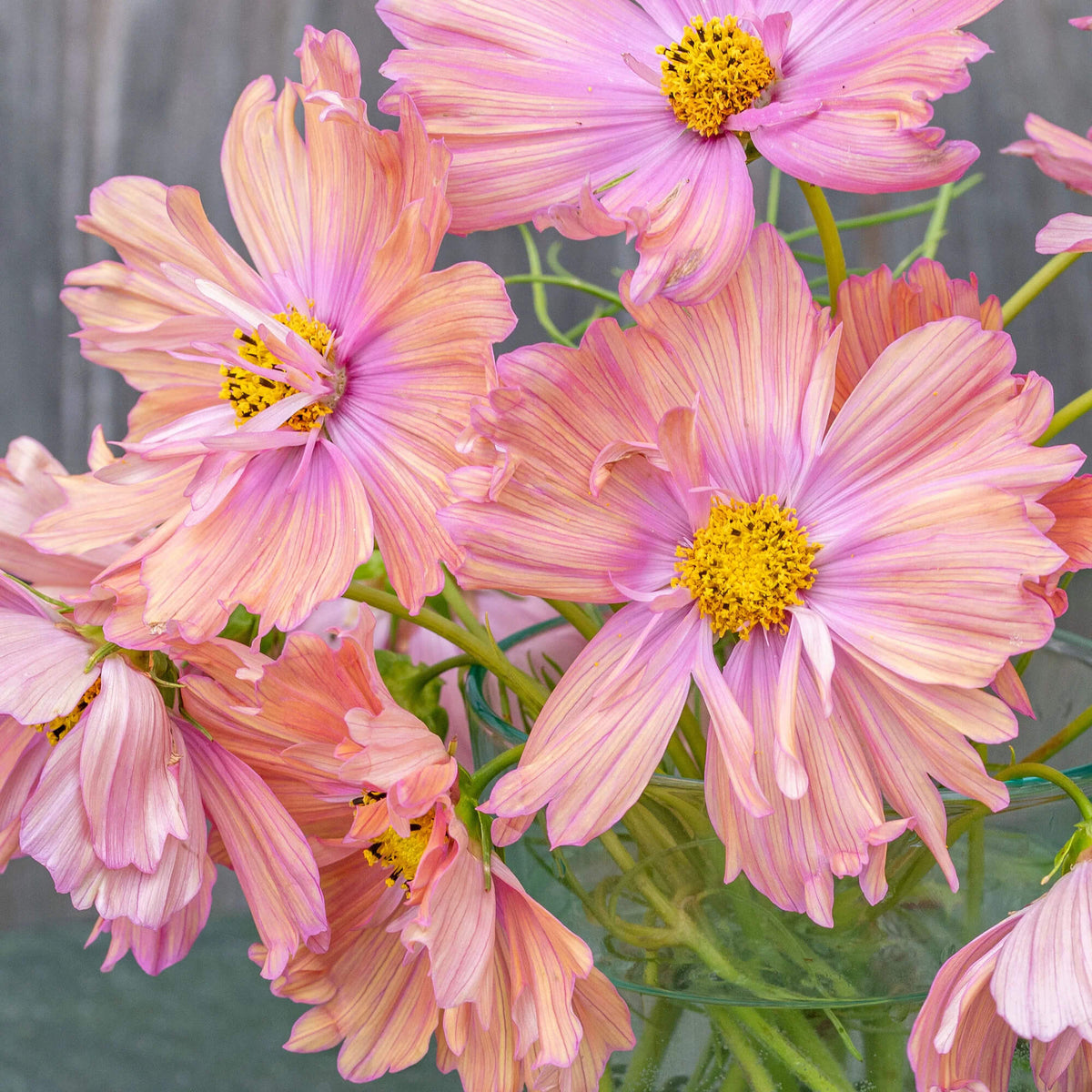 Apricotta Cosmos plant