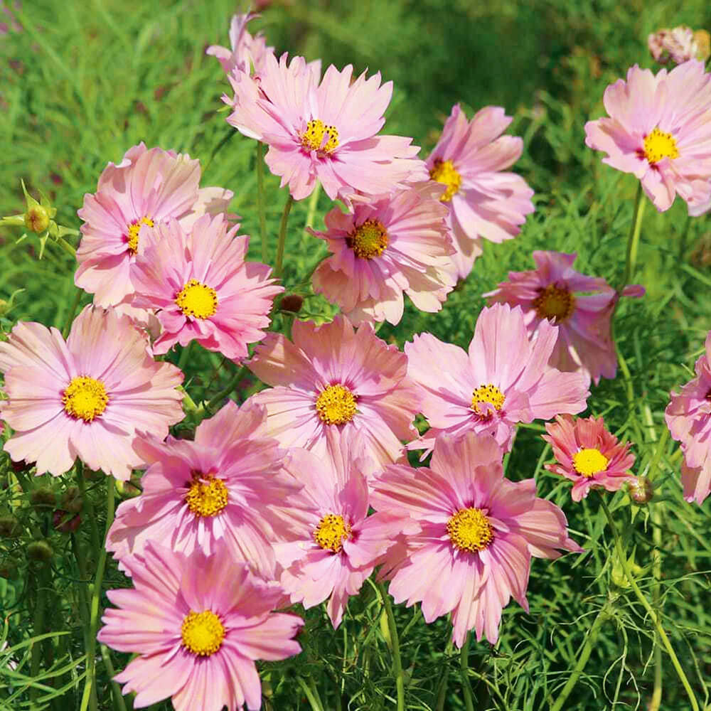 Apricotta Cosmos plant