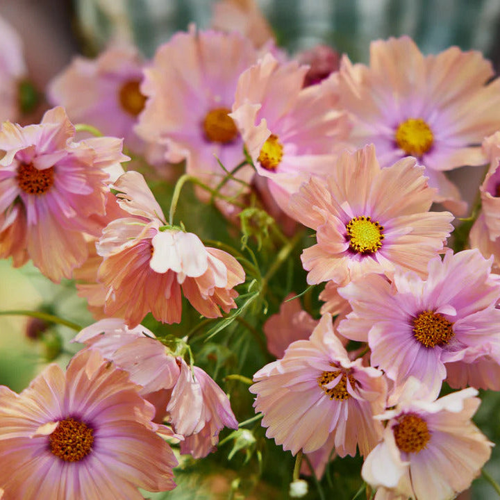 Apricotta Cosmos plant