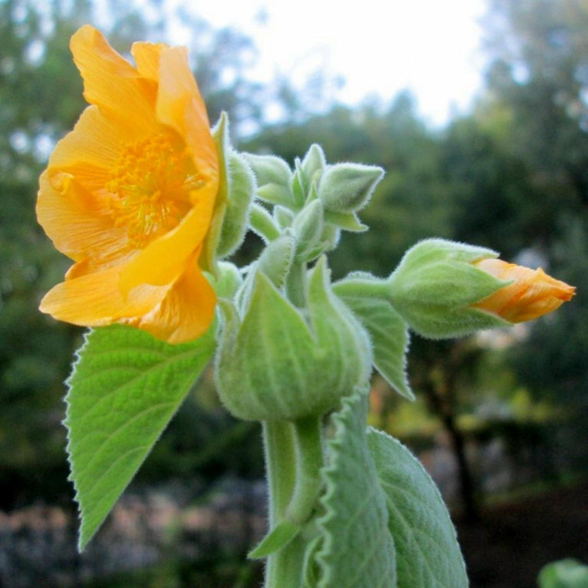 Bala Country Mallow plant