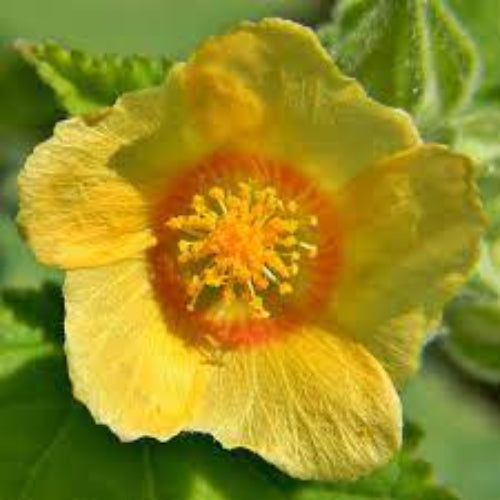 Bala Country Mallow plant