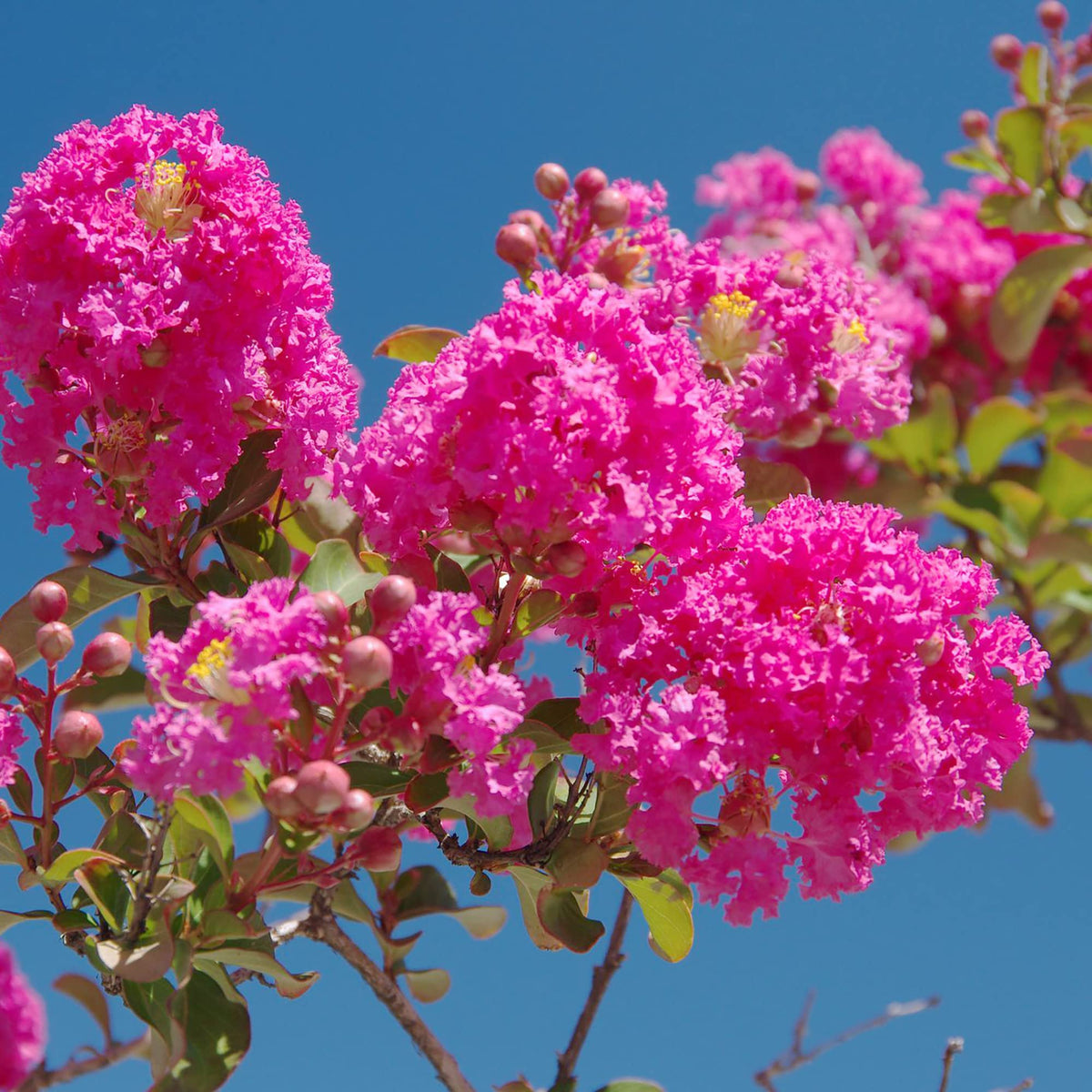 Pink Crape Myrtle plant