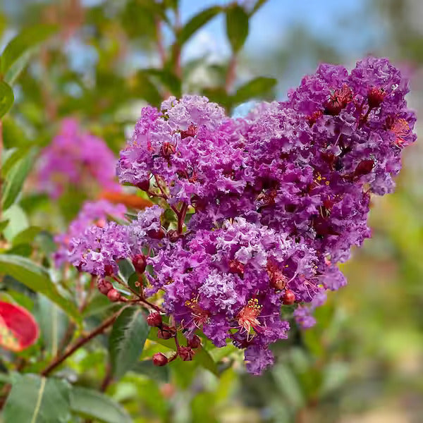 Perennial Crape Myrtle plant
